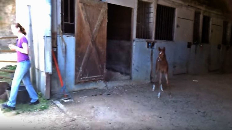 Mare protecting her foal