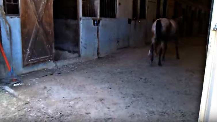 Mare and foal reunited