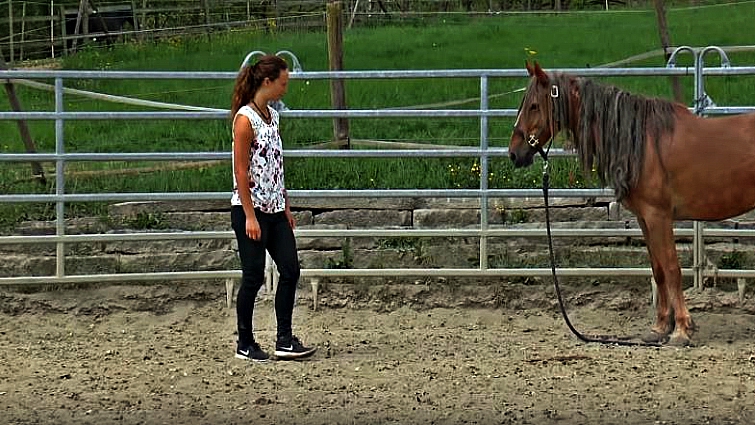 Feenja the mustang during early trust-building training