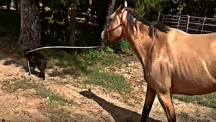 Dog walking with horse friend