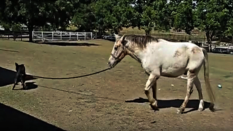 Adorable dog and horse friendship