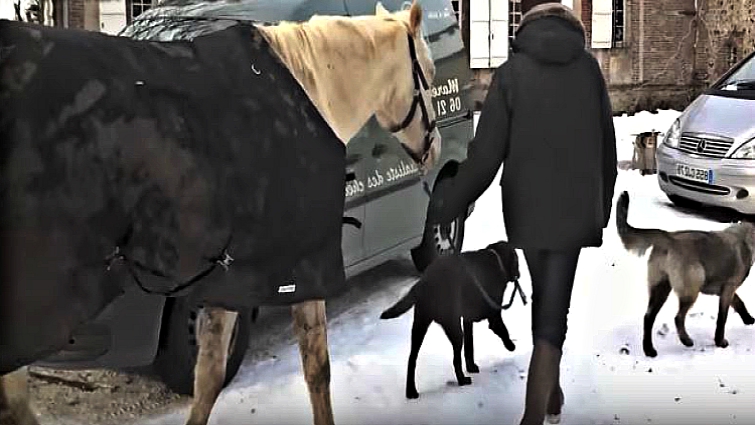 Dog proudly leading horse on walk