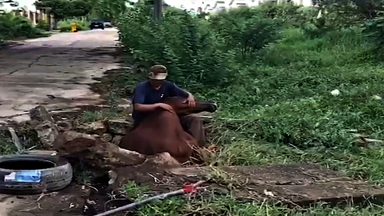 Horse rescue operation in Thailand