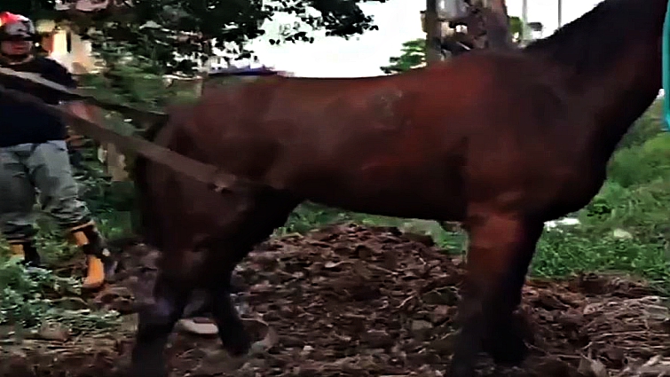 Horse being carefully extracted from the hole