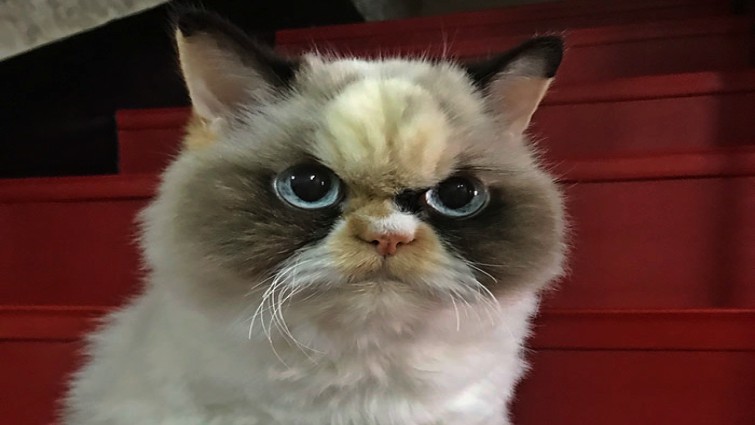 Meow Meow the grumpy cat