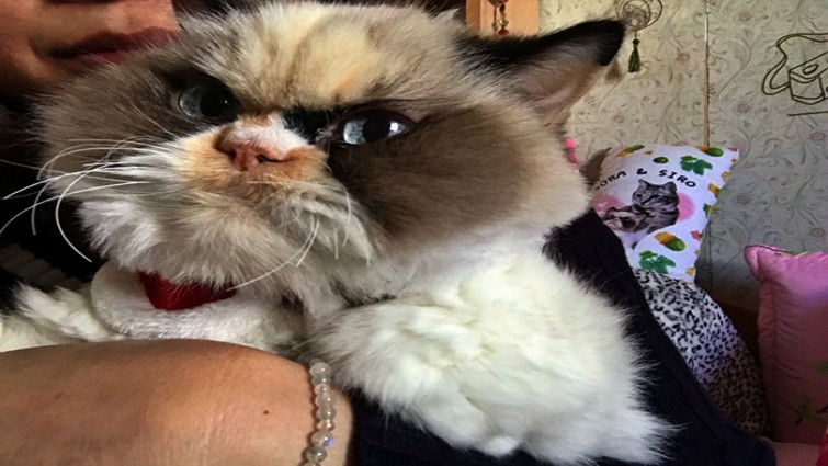 Meow Meow in the hospital