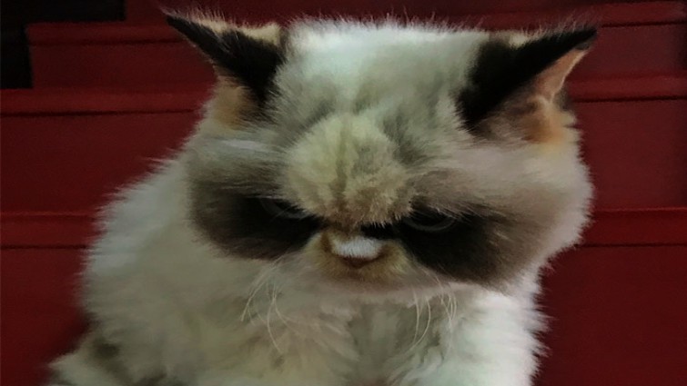 Meow Meow's beautiful angry eyes