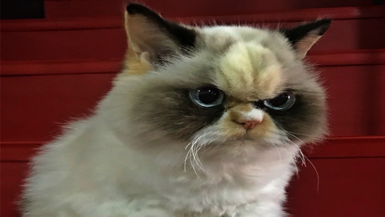 Close-up of Meow Meow's grumpy face