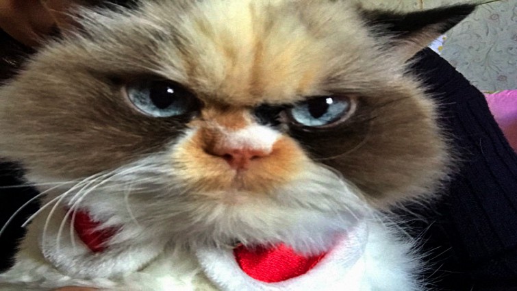 Another classic Meow Meow scowl