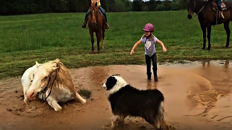 Funny horse moments compilation
