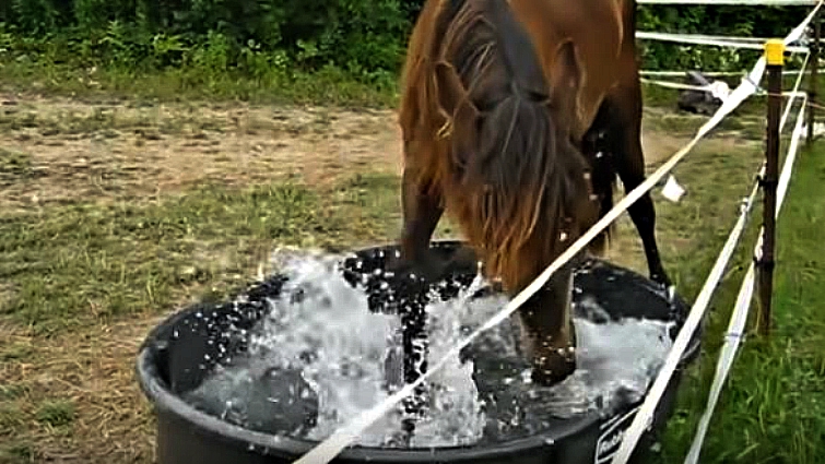 Horse rolling in mud after bath