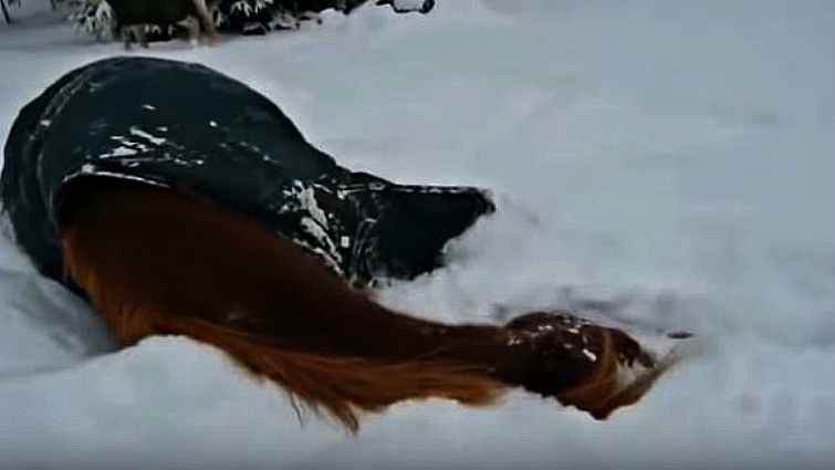 Playful horse behavior