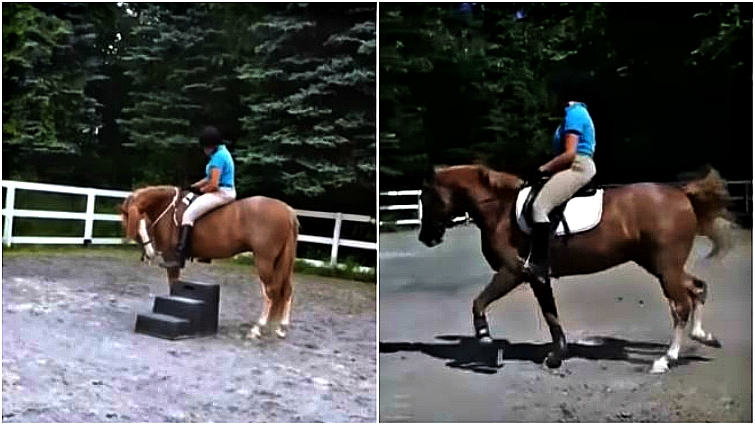 Happy rescued horse Major thriving