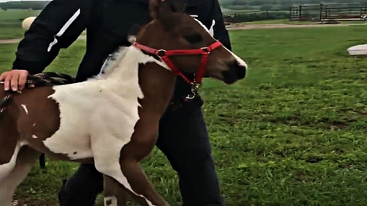 Foal meeting mother for the first time