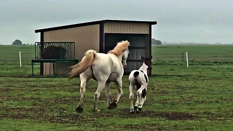 Mother horse and foal trotting together