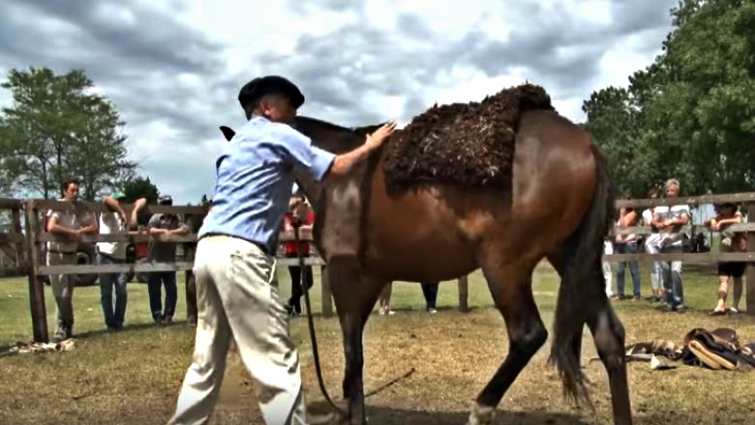 Final moments of horse performance