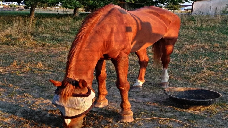 Whiskey the 40-year-old horse