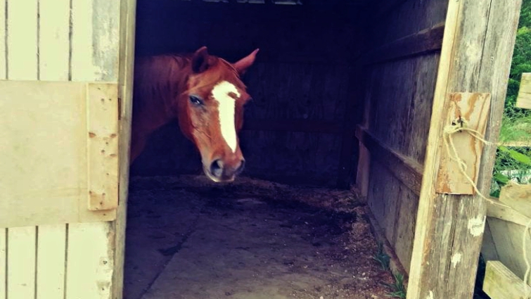 Whiskey unlocking the gate