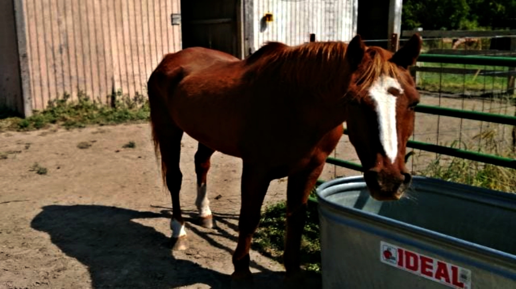 Whiskey the adventurous horse