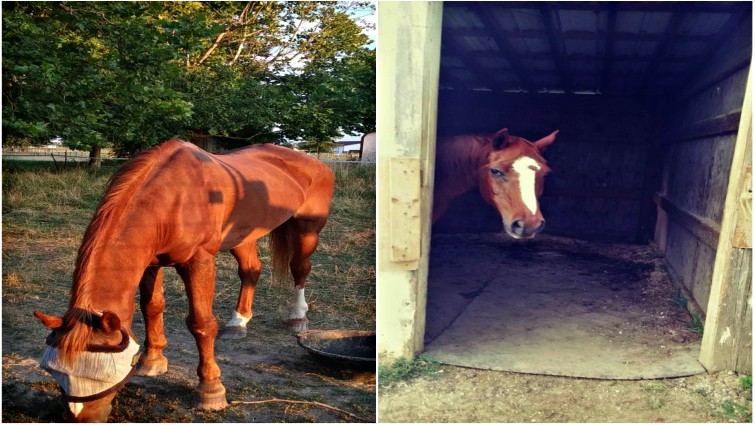 Whiskey celebrating his 40th birthday