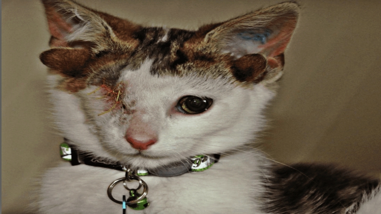 Frankenkitten the four-eared cat