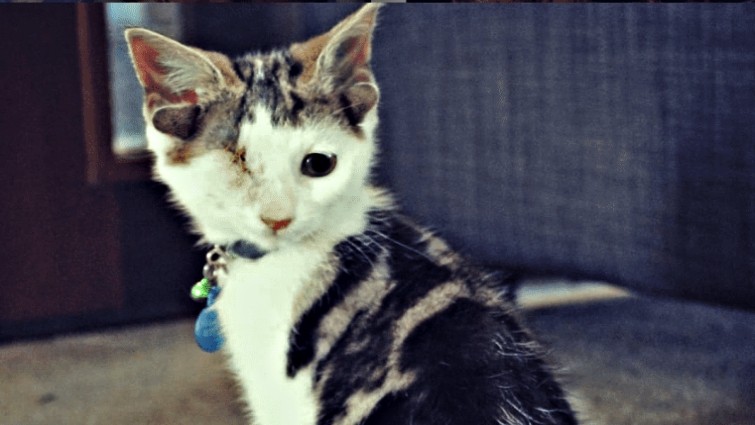 Frankenkitten's journey to recovery