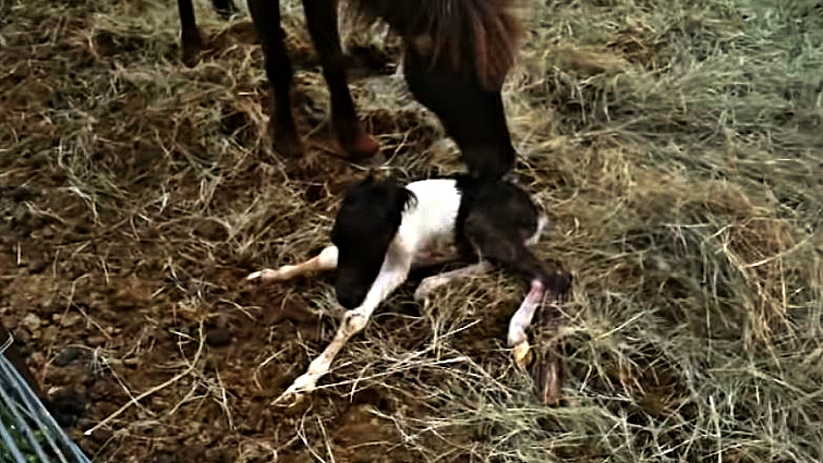 Baby foal's first steps