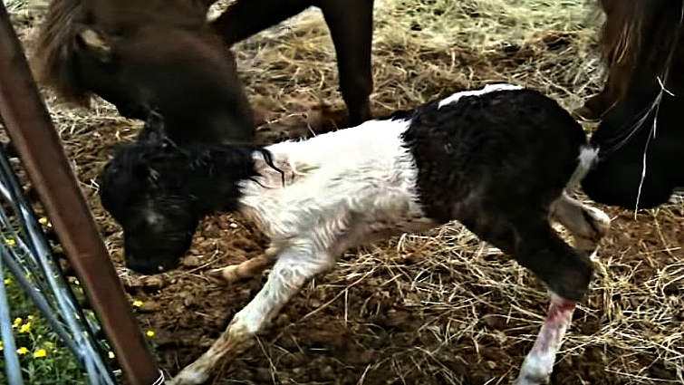 Mini mare foal standing
