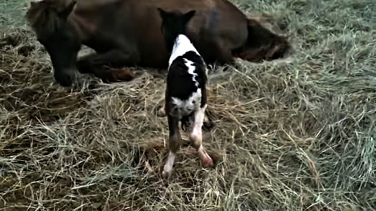 Foal's first moments