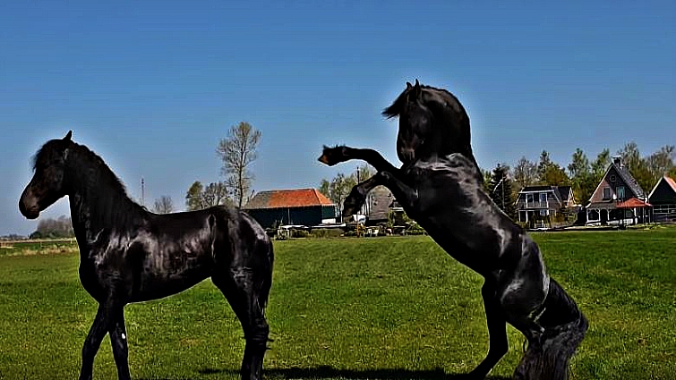 This image has an empty alt attribute; its file name is fsc4.jpg