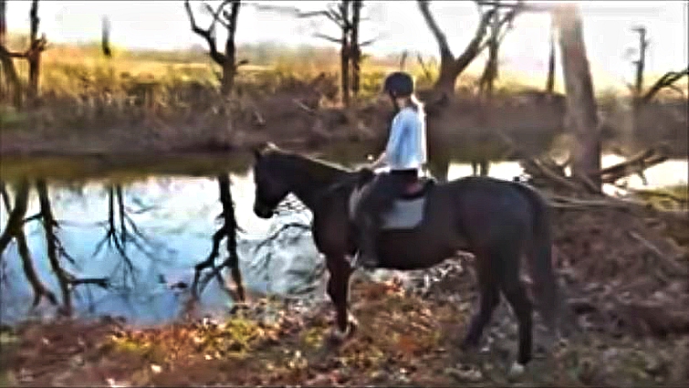Horse approaching water for first time