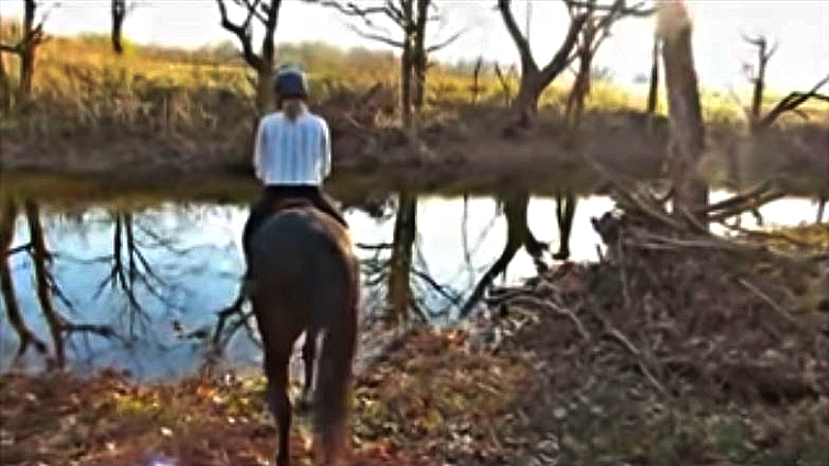 Horse splashing in water