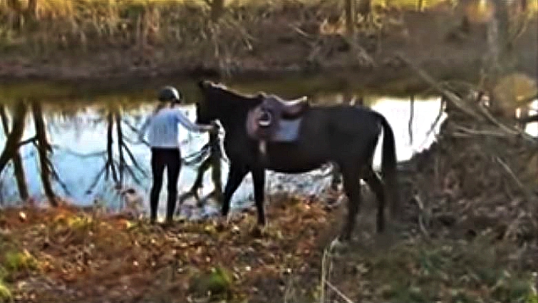 Horse gaining confidence in water