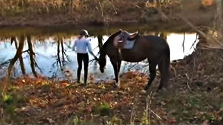Happy horse playing in water