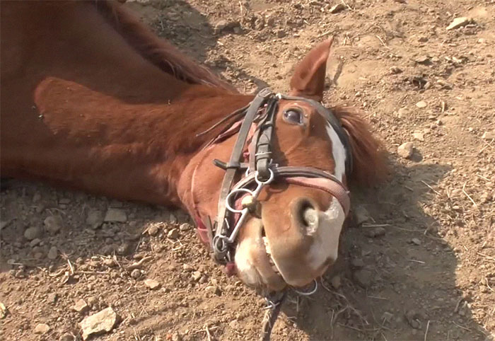 Lazy horse playing dead to avoid being ridden
