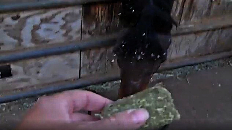 Smart horse reaching for food