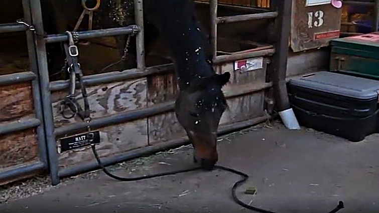 Horse using bridle rope to reach food