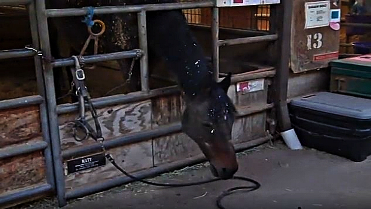 Motivated horse with food reward