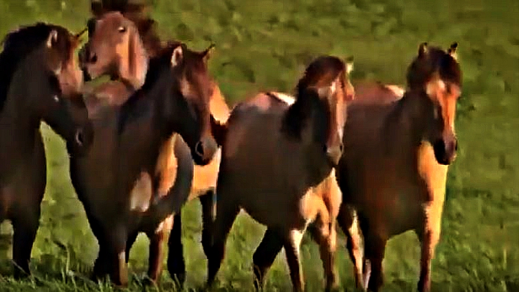 Horse running free in field