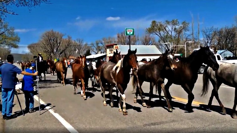 Beautiful herd of horses