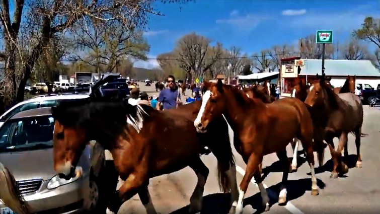 Horses running in synchronization