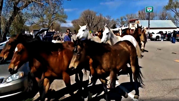 Close-up of horses in the herd