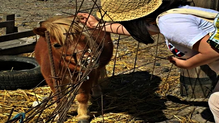Miniature therapy horse comforting patient