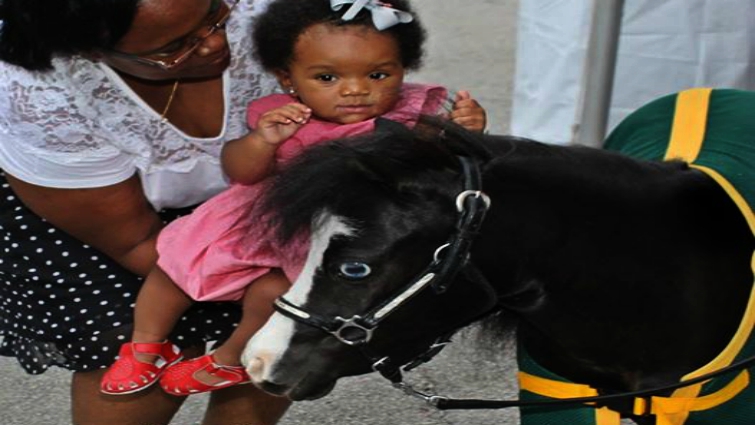 Miniature horse visiting hospital patient