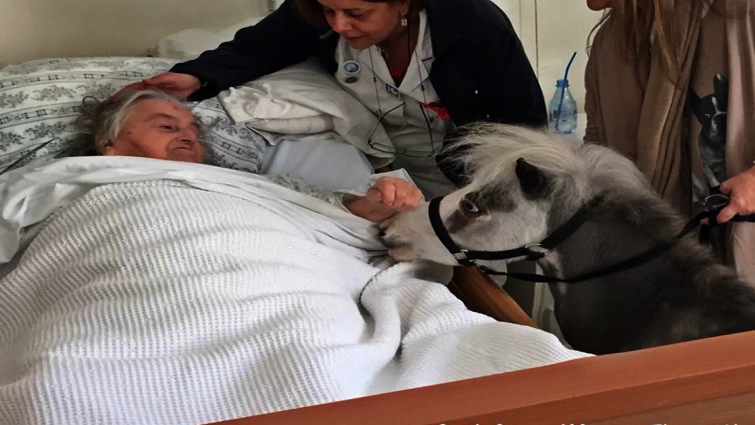 Child petting miniature therapy horse