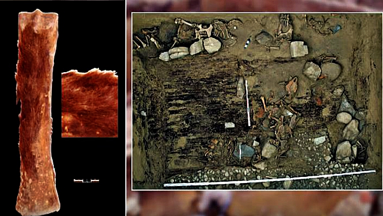 Ancient horse domestication research samples
