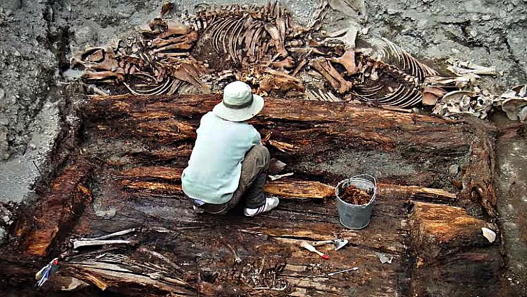 Historical horse domestication uses