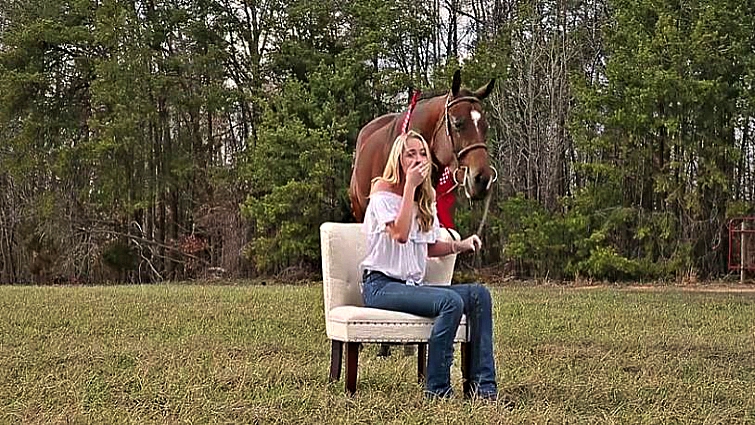 Surprise horse gift AQHA