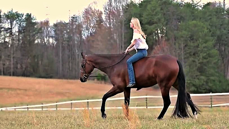 Happy birthday equestrian gift