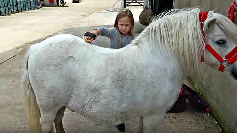 Young girl grooming Shetland pony